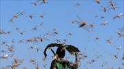 Επιδρομή κόκκινων ακρίδων στη Ναμίμπια
