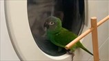 Crazy parrot obsessed with the washing machine
