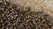 Πανδημία: Ολλανδοί ερευνητές εκπαίδευσαν μέλισσες να «μυρίζουν» τον κορωνοϊό