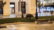 Θεσσαλονίκη: Αγριογούρουνο κόβει... βόλτες στην πλατεία Αριστοτέλους