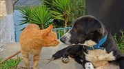 Σε δημόσια διαβούλευση το ν/σ για τα ζώα συντροφιάς - Τι προβλέπει