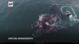 Two endangered whales appear to embrace
