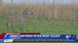 Zebra captured after brief escape in Middle Tennessee