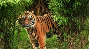 Χιούστον: Αναζητείται τίγρης που κυκλοφορεί ελεύθερος και τρομοκρατεί τους κατοίκους