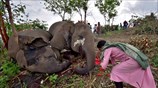 Προσευχή για τους ελέφαντες