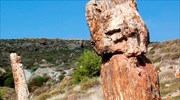 Απολιθωμένο Δάσος Λέσβου - Μοναδικά ευρήματα εκτίθενται για πρώτη φορά