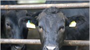 Αργεντινή: Αναστέλλονται για 30 ημέρες οι εξαγωγές βοδινού