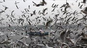 Πόσα πτηνά πετούν στην Γη;