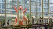 Γιγαντιαίος σκίουρος 15 μέτρων «κρυφοκοιτάζει» βοτανικό κήπο στην Κίνα