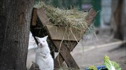 Ένα μωρό αλμπίνο γουάλαμπαϊ σε ζωολογικό κήπο του Καζάν