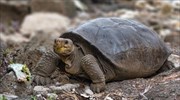 Ισημερινός: Βρέθηκε είδος γιγαντιαίας χελώνας που το θεωρούσαν εξαφανισμένο