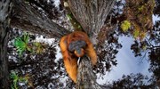 Οπτική ψευδαίσθηση ουρακοτάγκου αποσπά πρωτιά σε διαγωνισμό φωτογραφίας