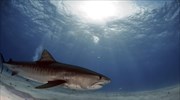 Μυστηριώδες γεγονός παραλίγο να εξαφανίσει τους καρχαρίες