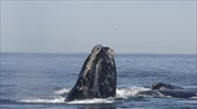 Οι μαύρες φάλαινες του Βόρειου Ατλαντικού γεννιούνται πλέον μικρότερες εξαιτίας του ανθρώπου