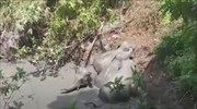 Χωρικοί έσκαψαν «σκαλοπάτια» σε έναν λάκκο για να σώσουν 4 ελέφαντες