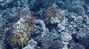 Γάλλοι Επιστήμονες: «Κατάρρευση» βιοποικιλότητας της Μεσογείου μέσα σε 30 χρόνια