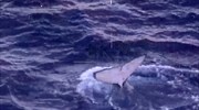 Αυστραλία: Το λιμενικό έσωσε από δίχτυα μία μικρή φάλαινα