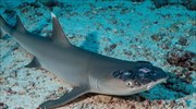 Μυστηριώδης ασθένεια πλήττει καρχαρίες