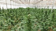 Ρέθυμνο: Εντοπίστηκε καλλιέργεια δενδρυλλίων κάνναβης -Συνελήφθη ημεδαπός