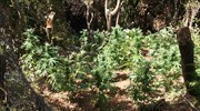 Ρέθυμνο: Εντοπίστηκε φυτεία 157 δενδρυλλίων κάνναβης σε περιοχή του δήμου Μυλοποτάμου