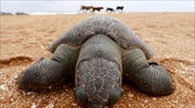 Νεκρή χελώνα στο Κολόμπο εβδομάδες μετά τη βύθιση του MV X-Press Pearl