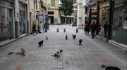 Η Κύπρος κατακλύζεται από 1 εκατομμύριο αδέσποτες γάτες
