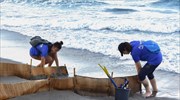 Καρέτα-καρέτα άφησε τα αβγά της σε παραλία της Λούτσας