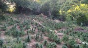 Ανδρίτσαινα: Εντοπίστηκε οργανωμένη φυτεία κάνναβης με 4.325 δενδρύλλια και φυτά