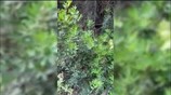 Κερατέα - Το σημείο που ανακαλύφθηκαν οι πίνακες