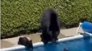 Μία απρόσκλητη αρκουδοοικογένεια στην πισίνα