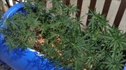 Συνελήφθη 72χρονος για χασισοφυτεία στον Ασπρόπυργο