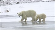 Λιώνει η «Τελευταία Περιοχή Πάγου» της Αρκτικής
