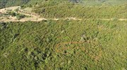 Ναυπακτία: Στο φως φυτεία με εκατοντάδες δενδρύλλια κάνναβης