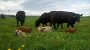 Αγελάδες με υποαλλεργικό γάλα και ανθεκτικοί στις ασθένειες χοίροι