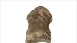 A 51,000-year-old engraved bone reveals Neanderthals’ capacity for symbolic behaviour