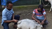 Ράνη, η μικρότερη αγελάδα νάνος στον κόσμο