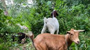 «Πράσινες» κατσίκες εξολοθρεύουν ζιζάνια σε πάρκο
