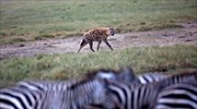 Σύνθετες μητριαρχικές κοινωνίες φτιάχνουν οι ύαινες