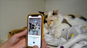Εφαρμογή smartphone «βλέπει» αν η γάτα σας πονάει