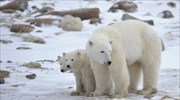 Στις πολικές αρκούδες καταλήγουν επικίνδυνες χημικές ουσίες που κρύβονται στους πάγους