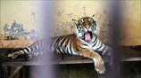 Ανάρρωση από κορωνοϊο για τίγρη στην Ινδονησία