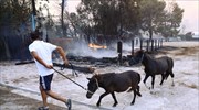 Βαρυμπόμπη: Περίπου 200 άλογα έχουν μεταφερθεί στο Ολυμπιακό Κέντρο Ιππασίας