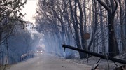 ΒΙΑΝΕΞ: 100.000 ευρώ για την αναδάσωση της ευρύτερης περιοχής της Βαρυμπόμπης