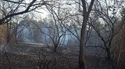 Κέρκυρα: Υπό μερικό έλεγχο η φωτιά στο Χαλικούνα - Κάηκαν 3 στρέμματα αγροτοδασικής έκτασης