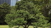 Μια φιδωτή υδάτινη εγκατάσταση στους κήπους Hama-rikyu του Τόκιο