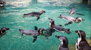 Μοναχικοί πιγκουίνοι νοσταλγούν τους επισκέπτες