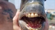 Έπιασε ψάρι με ανθρώπινα δόντια