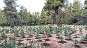 Εντοπίστηκε μεγάλη χασισοφυτεία στα Βίλια Αττικής - Έγιναν δύο συλλήψεις