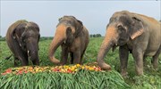 Κεράσματα για την παγκόσμια ημέρα ελεφάντων