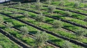 Τα drone στον αγώνα κατά του δάκου στους ελαιώνες της Κρήτης